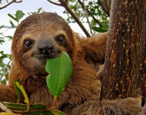 Brown-throated Two-toed Sloth
