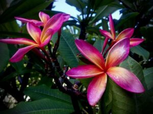 Maui flower
