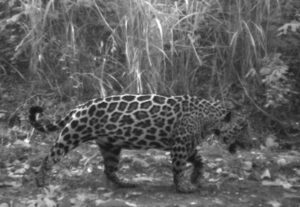 Jaguar in Cerro Blanco.