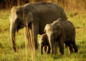 Indian Elephants.