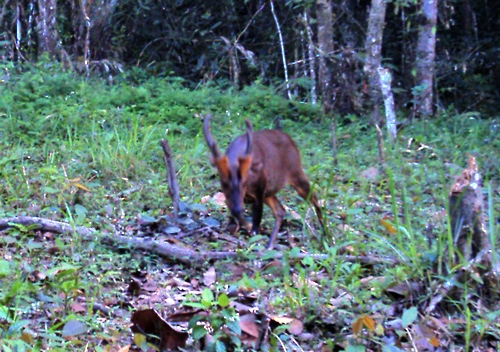 Large-antlered Muntjac caught on caemra-trap.