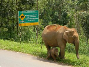 Elephant Corridor Sign