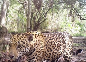 Jaguar in Paraguay (Camera Trap)