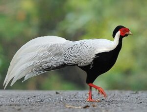 Silver Pheasant rooster
