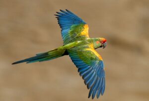 Red fronted Macaw