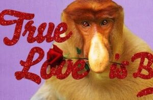 True love, proboscis monkey