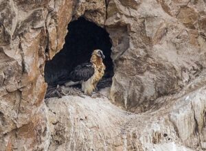 Bearded Vulture nest