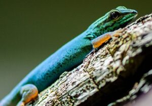 Turquoise Dwarf Gecko