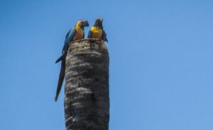 Pair of Blue-throated Macaws on nest