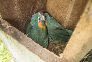 Blue-throated Macaw nest box