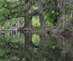 Ancient Forests of Sierra Gorda © Roberto Pedraza Ruiz