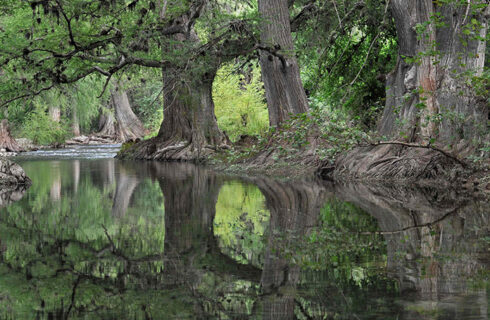 Ancient Forests of Sierra Gorda © Roberto Pedraza Ruiz
