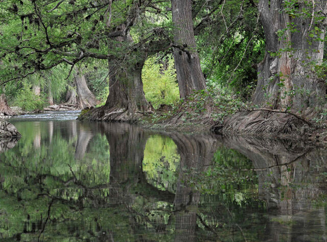 Ancient Forests of Sierra Gorda © Roberto Pedraza Ruiz