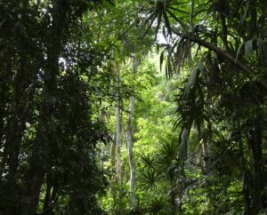 Jungle in Belize