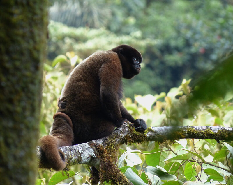 Woolly Monkey ©Luis Recalde/EcoMinga