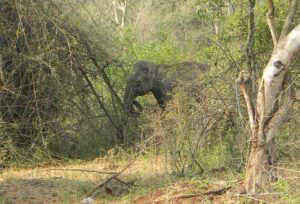 Elephant in Mudahalli