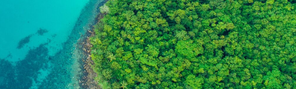 Strategic Land Purchase for the Cotton-top Tamarin – Rainforest Trust