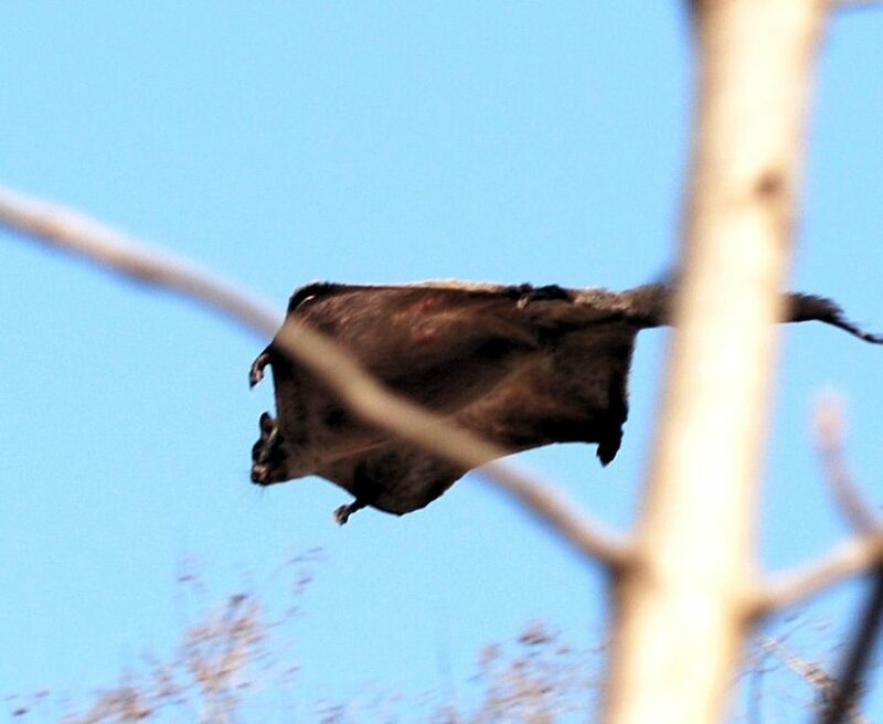 om pulver Skærpe Indian Giant Flying Squirrel: Species in World Land Trust reserves