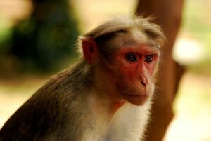 Portrait of Bonnet Macaque. Credit Attis1979, Wikimedia commons