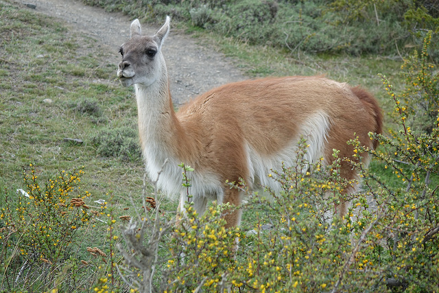 Guanaco portrait, Flickr, credit P E Hart