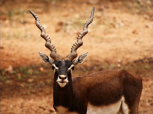 Blackbuck portrait showing amazing spiral antlers. Credit Pranav Yaddanapudi, Wikimedia Commons