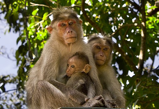 Bonnet macaques with young, Kerala, India. Wikimedia Commons. credit: Joseabie11