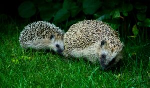 European Hedgehog Mother and Child. Credit Wikimedia Filip B