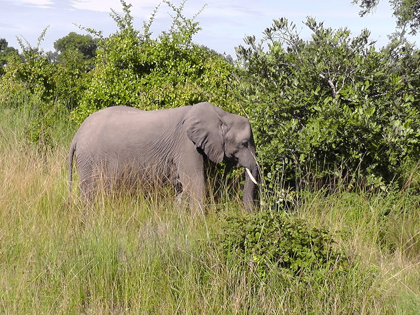 African Elephant at Kasanka National Park. Credit John Burton/WLT