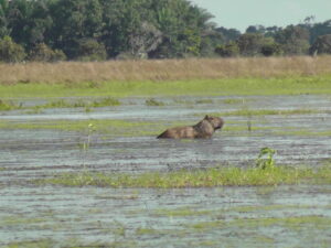 Capybara in floodwaters at Barba Azul, Bolivia. On the Rio Omi. Credit Ruth Canning