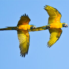 Blue-throated Macaws in flight, Bolivia. Credit Paul B Jones