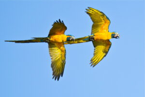 Blue-throated Macaws in flight, Bolivia. Credit Paul B Jones