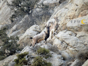 Bezoar Goats on a mountainside in Armenia, credit FPWC