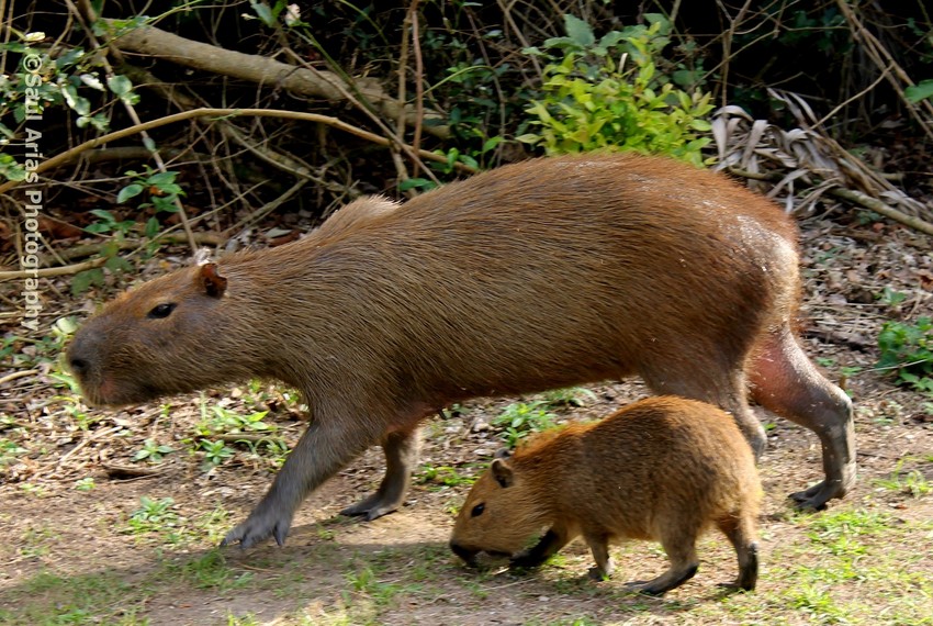 Capybara with young, Chaco-Pantanal Reserve, Paraguay, Saul Arias Photography