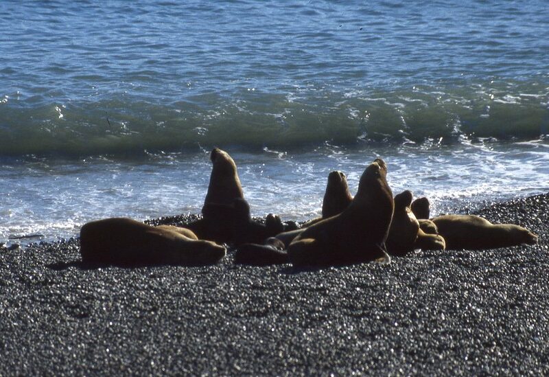 South American Sea Lion: Species in World Land Trust reserves