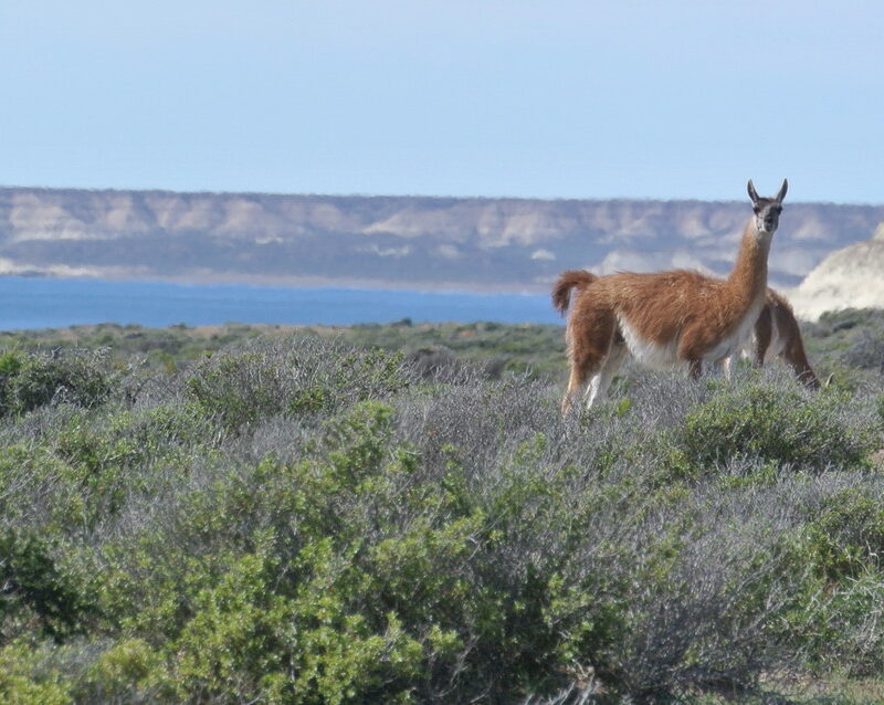 Estancia La Esperanza wildlife refuge. Landscape with Guanaco and sea in background. credit Bethan John