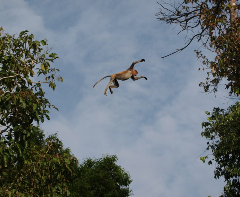 Proboscis monkey, Endangered, Borneo, Long Nose