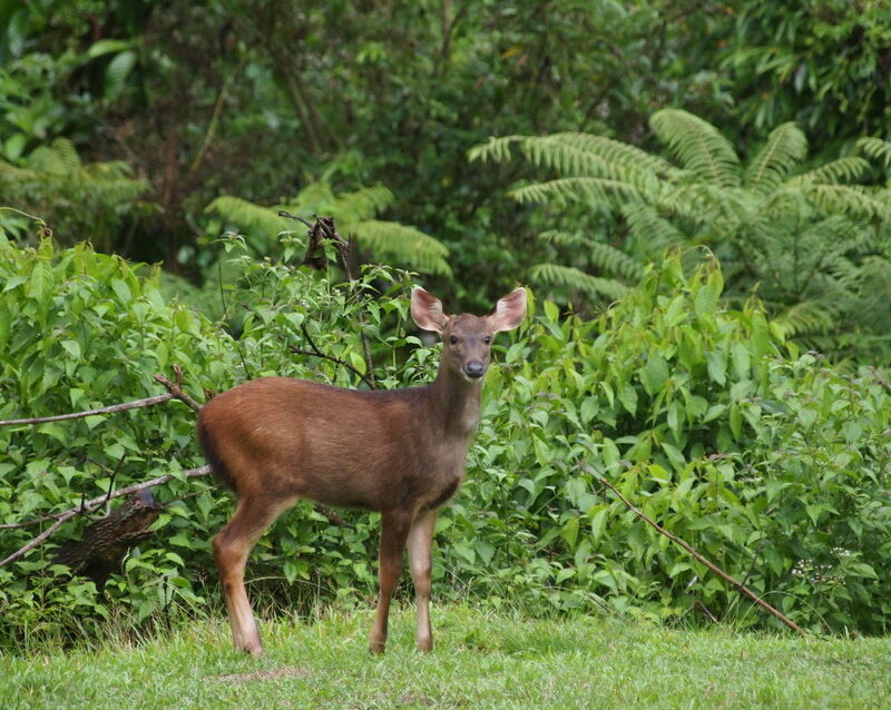 Sambar Deer: Species in World Land Trust reserves