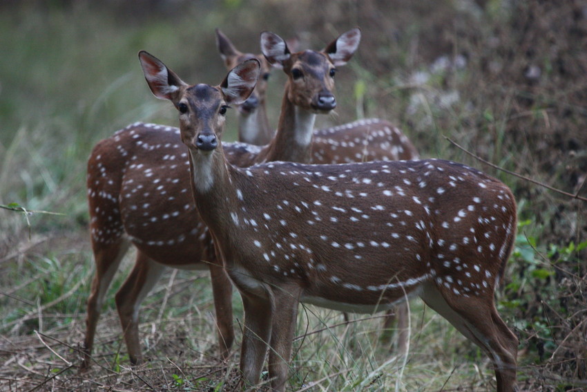 Group of Chital, India. Credit WLT/Emma Beckett