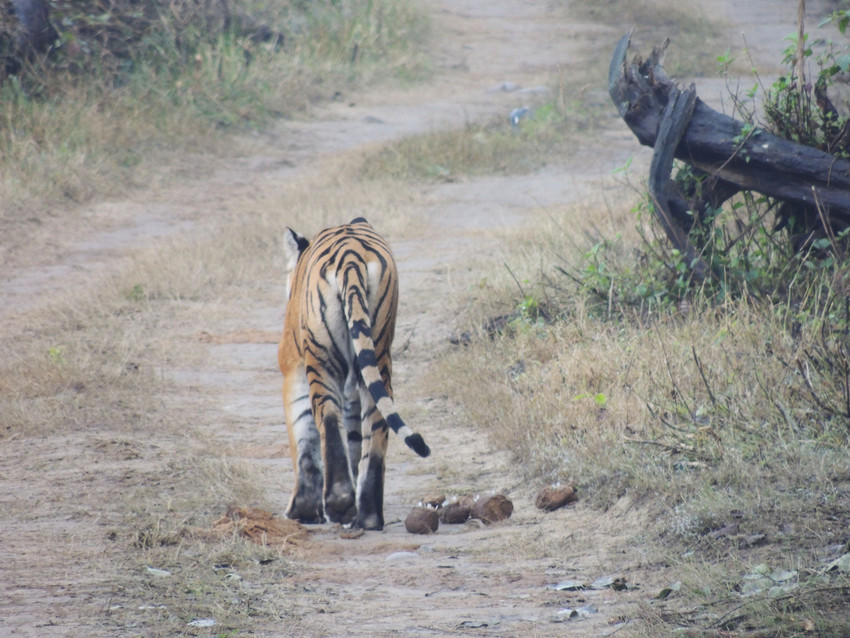 Bengal tiger stalks off down a track, tail waving. Corbett National Park, India. Credit WTI/Sandeep Kumar Tiwari