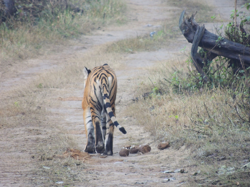 The Bengal Tigers of India