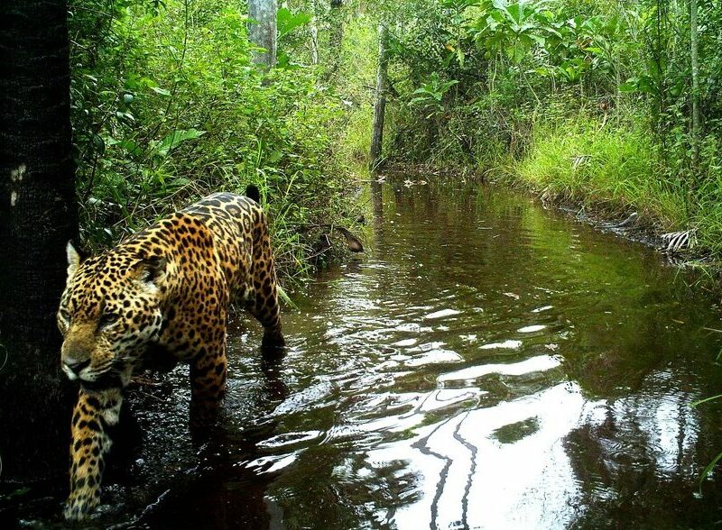 jaguar habitat in rainforest