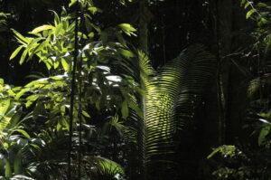 The Atlantic rainforest of Brazil. Credit WLT/John A Burton.