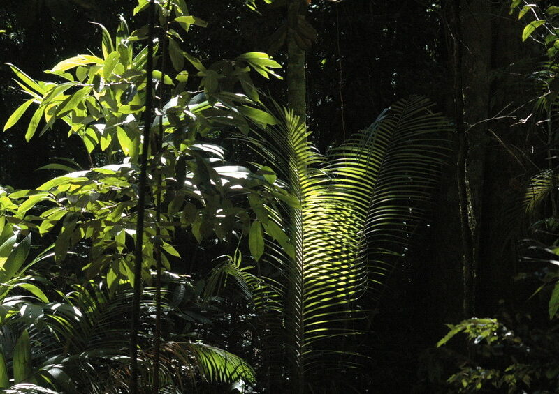 The Atlantic rainforest of Brazil. Credit WLT/John A Burton.