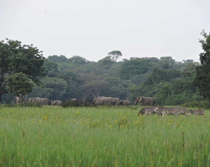 Elephant with Zebra in Kasanka Grasslands,. Zambia. Credit Kasanka Trust