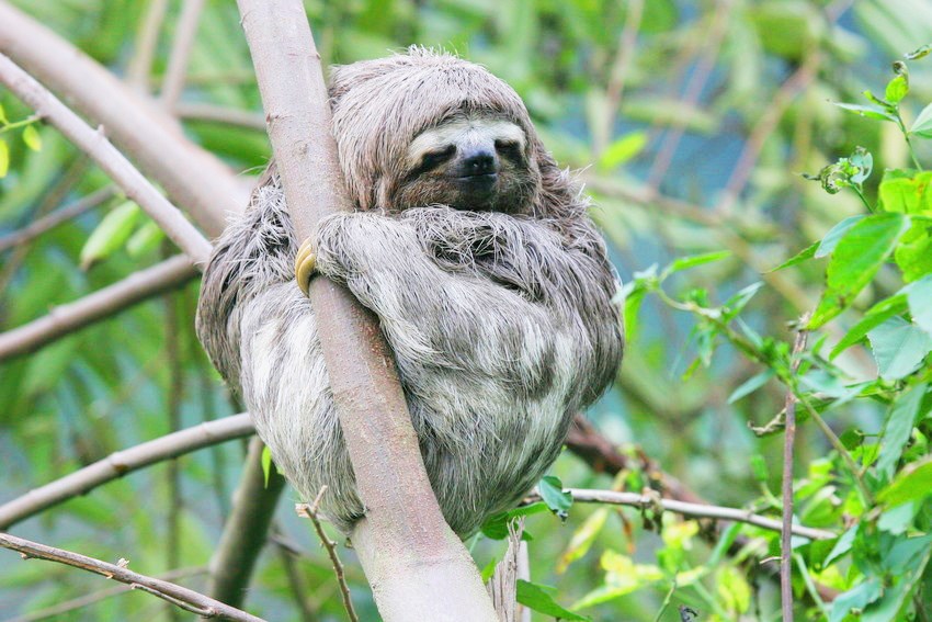 Brown-throated three-toed sloth in tree at REGUA, credit Lee Dingain