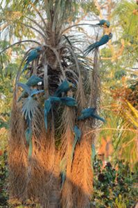 Blue-throated Macaws foraging on Totaí Palm at Barba Azul East, Bolivia. Credit Fabian Meijer