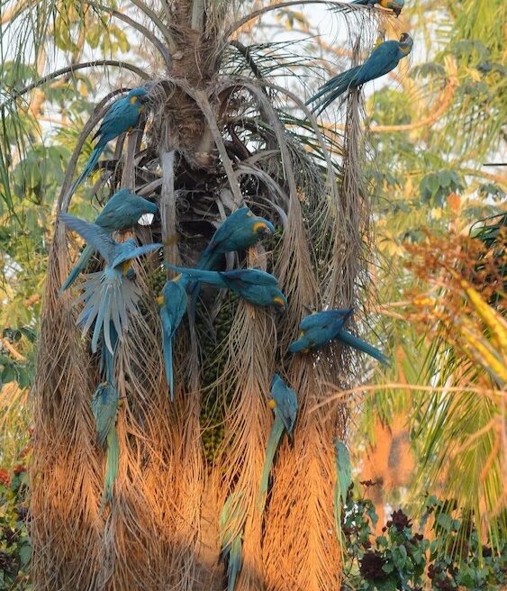 Blue-throated Macaws foraging on Totaí Palm at Barba Azul East, Bolivia. Credit Fabian Meijer