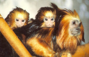 Golden-Headed Lion Tamarin family
