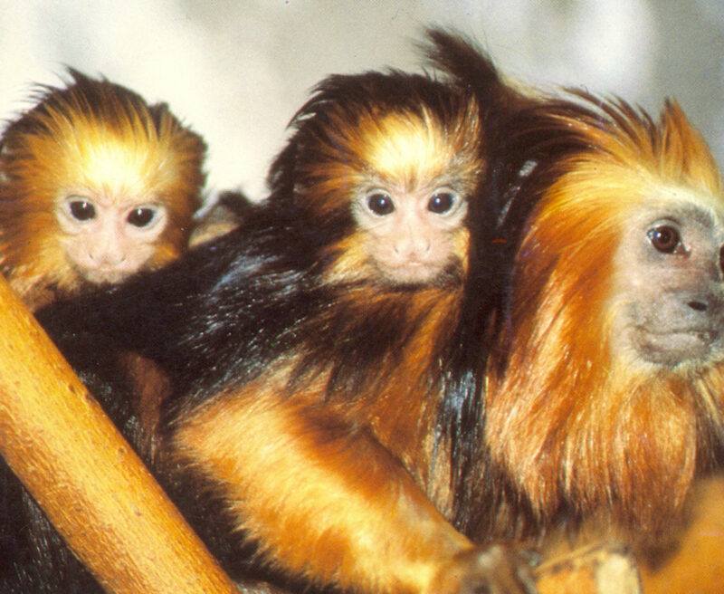 Golden-Headed Lion Tamarin family