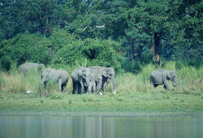 Elephant herd at the waterside, India. Credit WLT